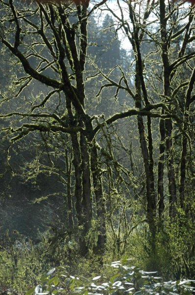 multnomahfalls7.jpg