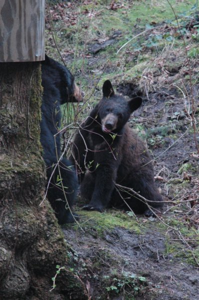 blackbears.jpg