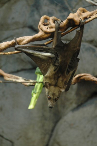 fruitbat.jpg