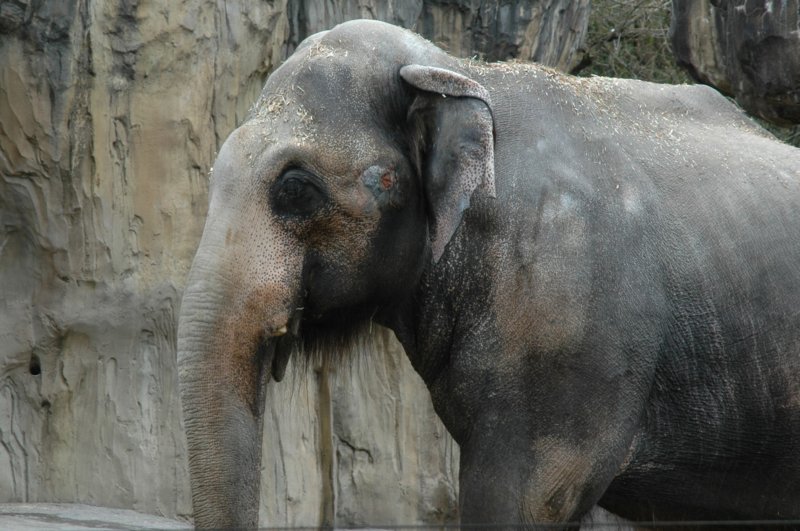 heffalump.jpg