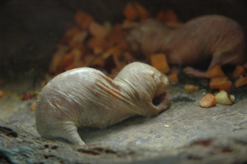 nakedmolerat.jpg