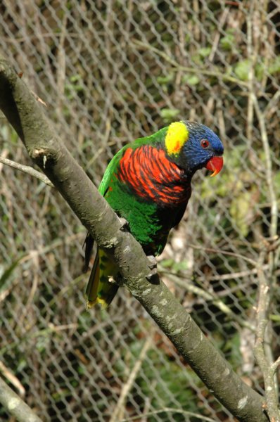 rainbowlorikeet.jpg
