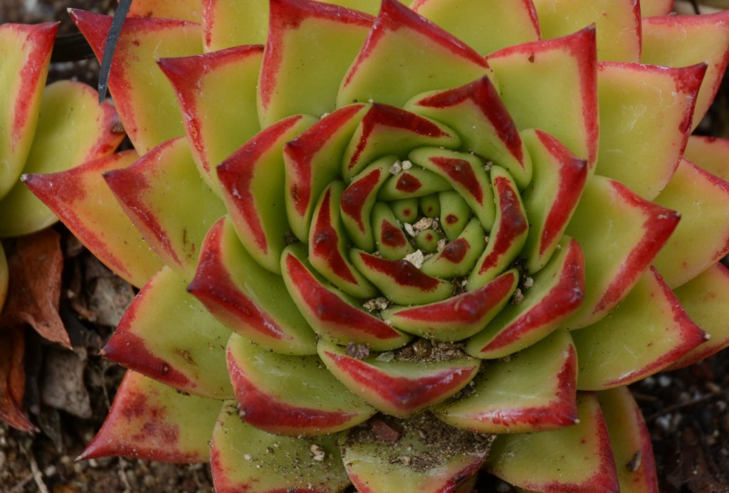 moresucculents.jpg