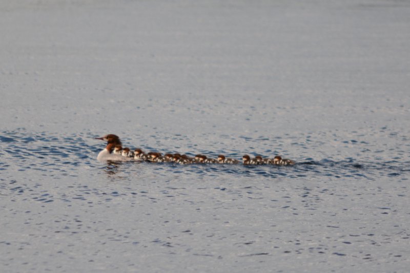 ambitiousmommamerganser16to18ducklingsdependingonwhoscounting.jpg