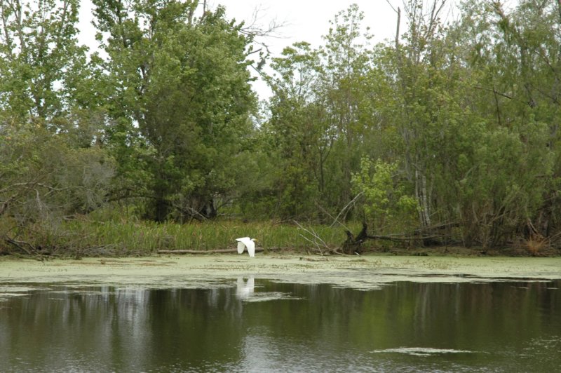 dsc_0056a.jpg