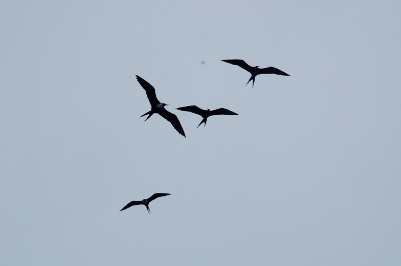 frigatebirds.jpg