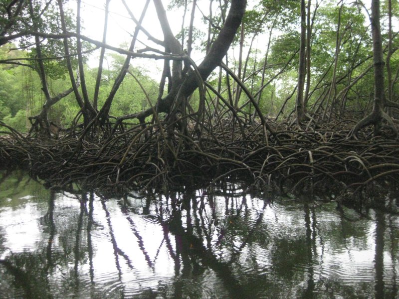 mangroves.jpg
