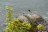 andapairofobliviousmergansers_small.jpg