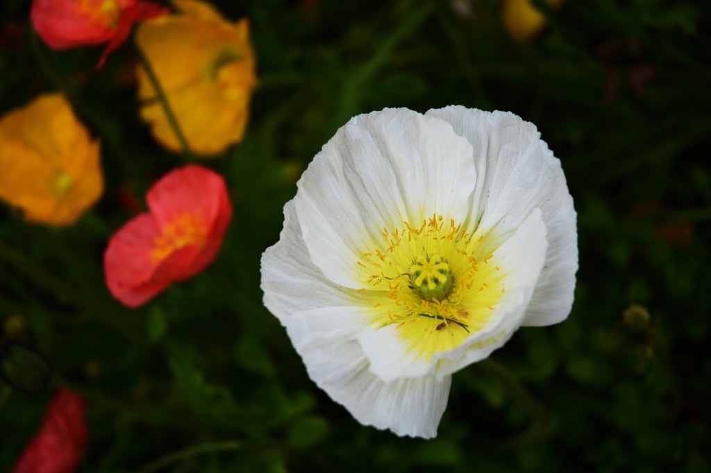 thereareflowerseverywhere.jpg