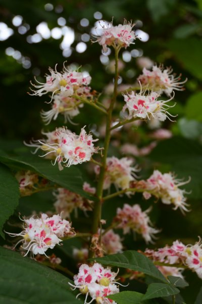 andflowerseverywhere.jpg