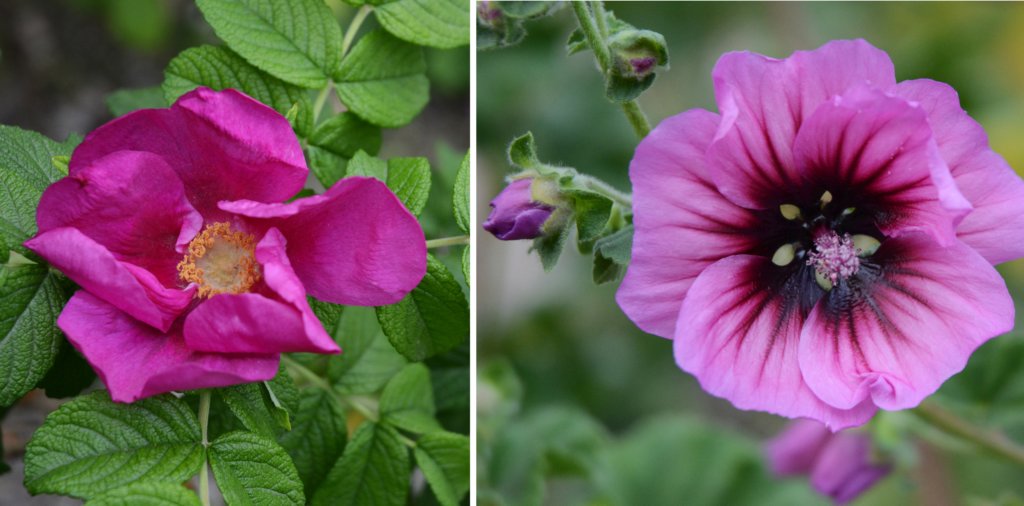 alsosomeflowers.jpg
