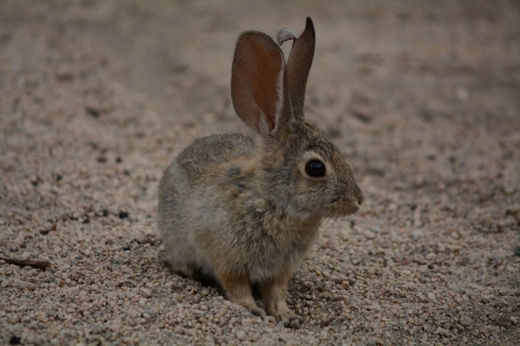 sylvilagusaudoboniialsoknownasthedesertcottontail.jpg