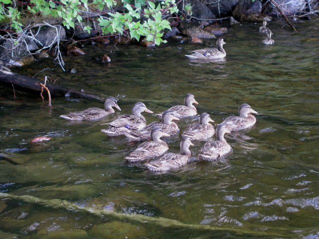 duck.jpg