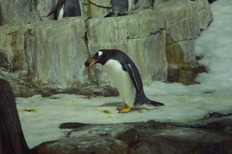 dsc_0133a.jpg