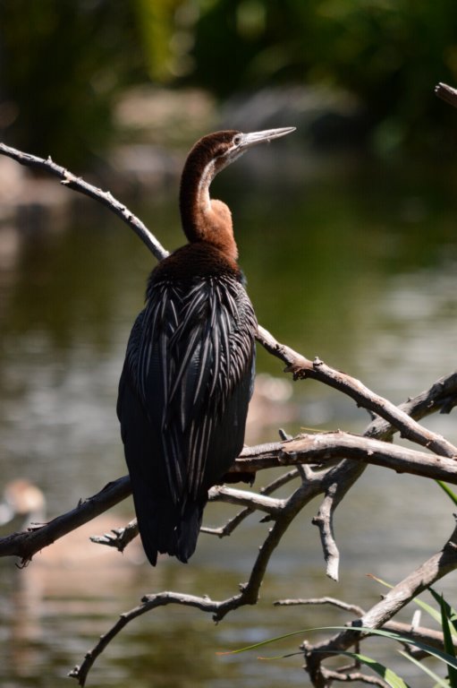 anhingathesnakebird.jpg