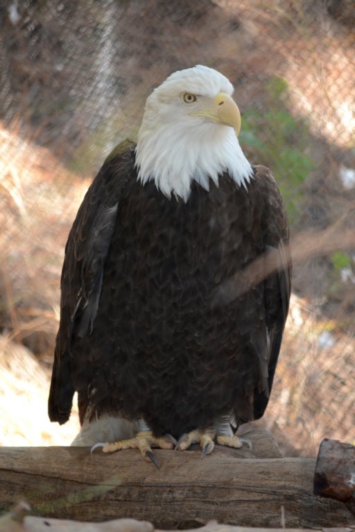 baldeagle.jpg