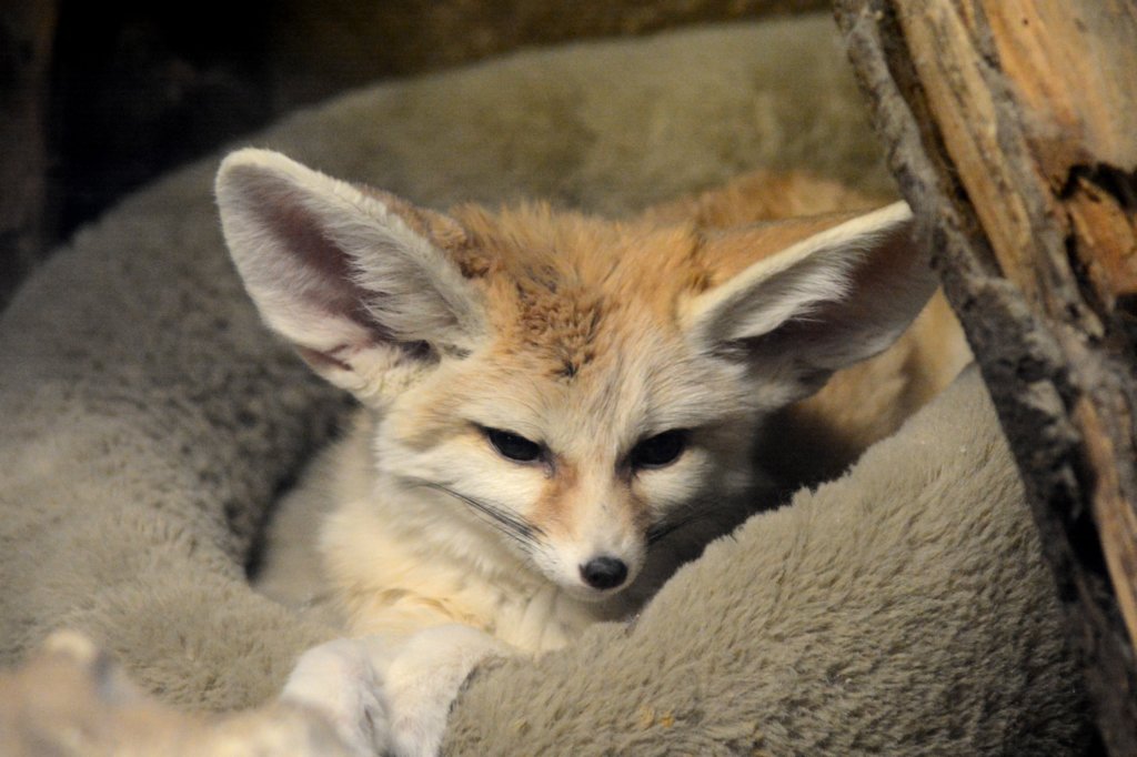 batearedfox.jpg