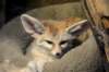 batearedfox_small.jpg