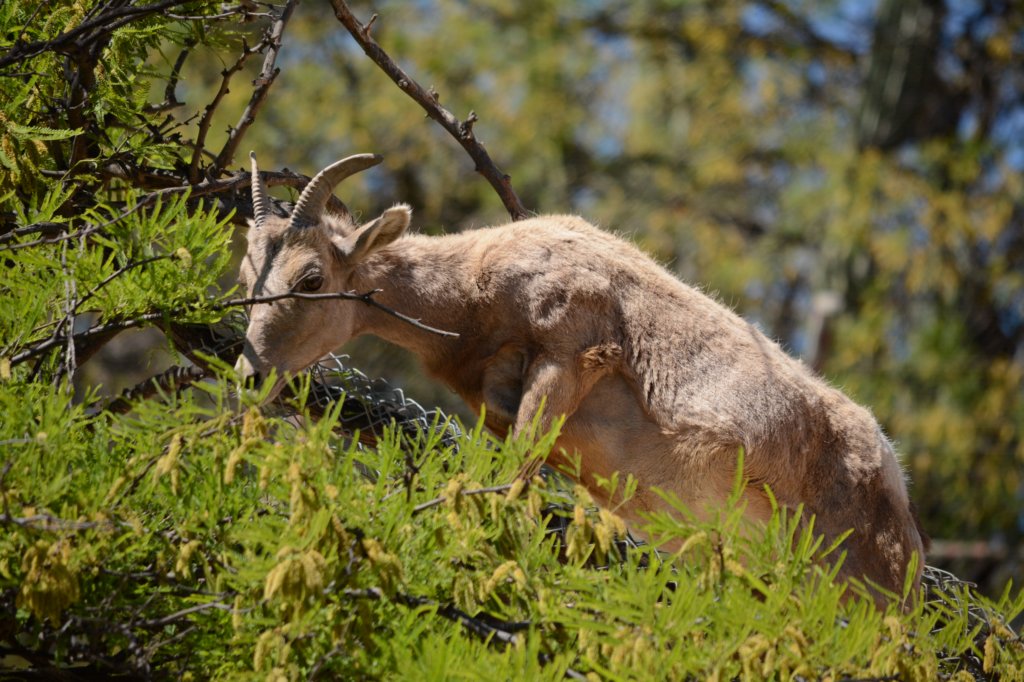 bighornedsheepmomherfourlambswerenearby.jpg
