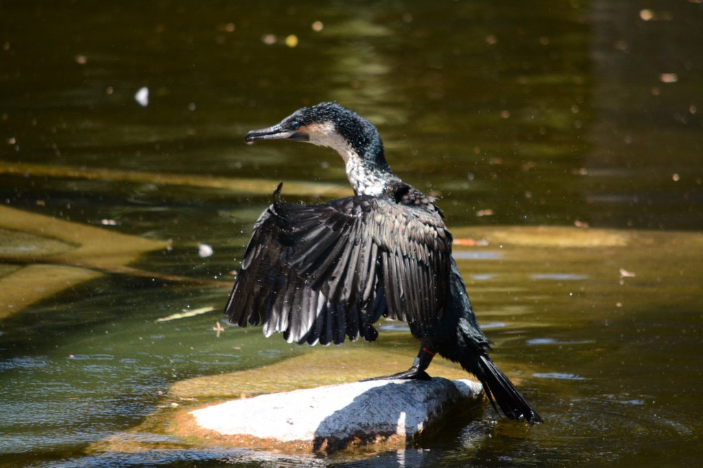 cormorant.jpg