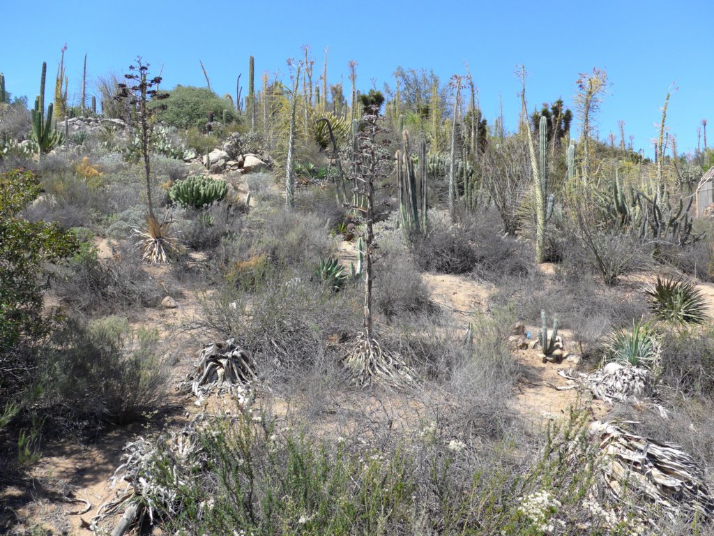 nearthedesertgarden.jpg
