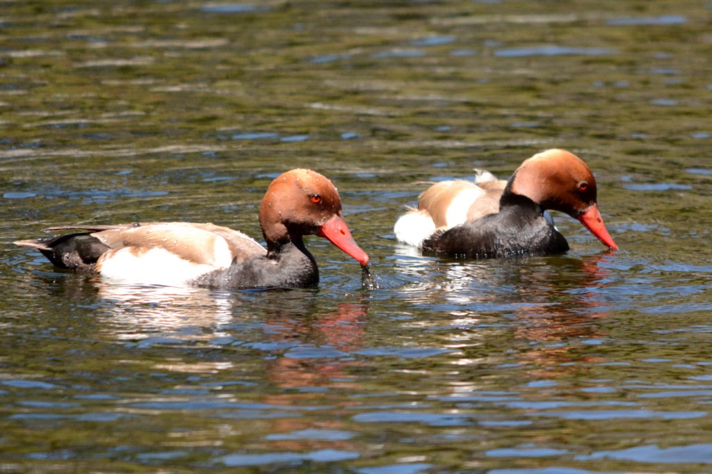 redcrestedpochards.jpg