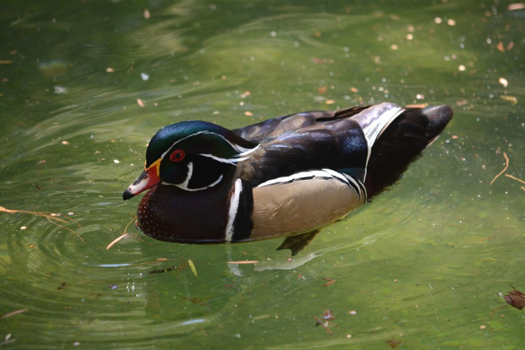 woodducklookslikeadisneycreation.jpg