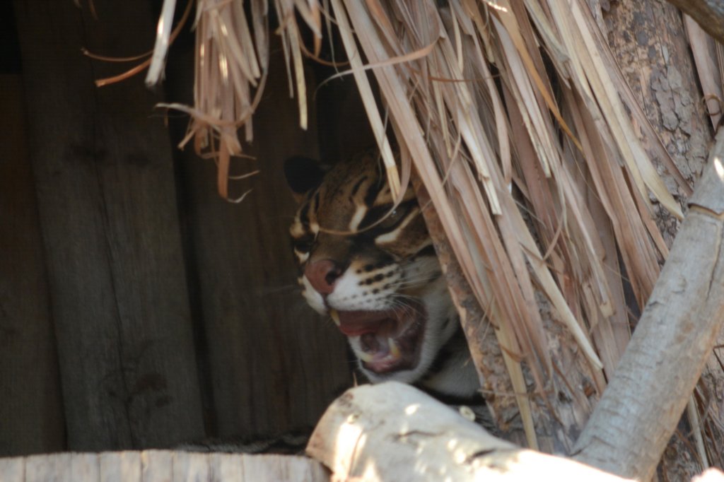 yawning.jpg