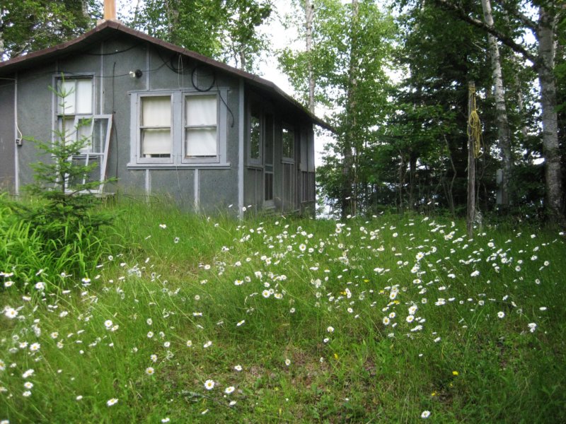 daisiesatbobhankescabin.jpg